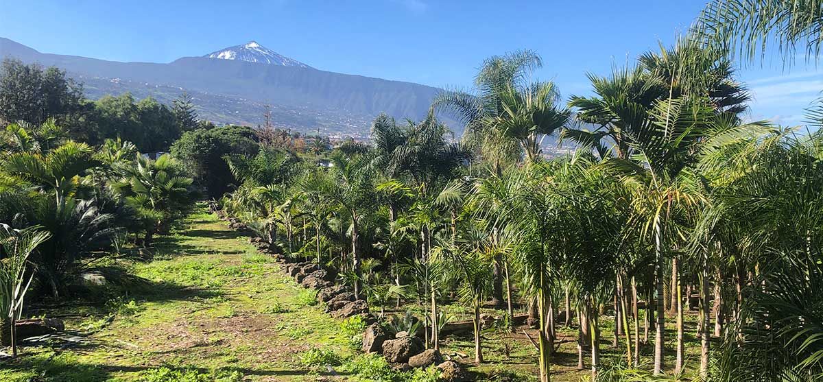 Garden Center Zona Verde - Localizaciones para cine, publicidad, fotografía en Tenerife – Islas Canarias_Film, TV, photoshoot, commercial locations in Tenerife – Canary Islands